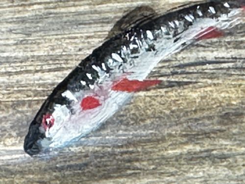OIL PAINTING RAINBOW TROUT FISH SURFACING BY AUTHOR ROLAND KNIGHT - ADDITIONAL PHOTO 26