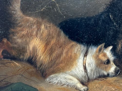 OIL PAINTING 2 TERRIER DOGS ON THE SCENT RATTING GEORGE ARMFIELD C1867 - ADDITIONAL PHOTO 11
