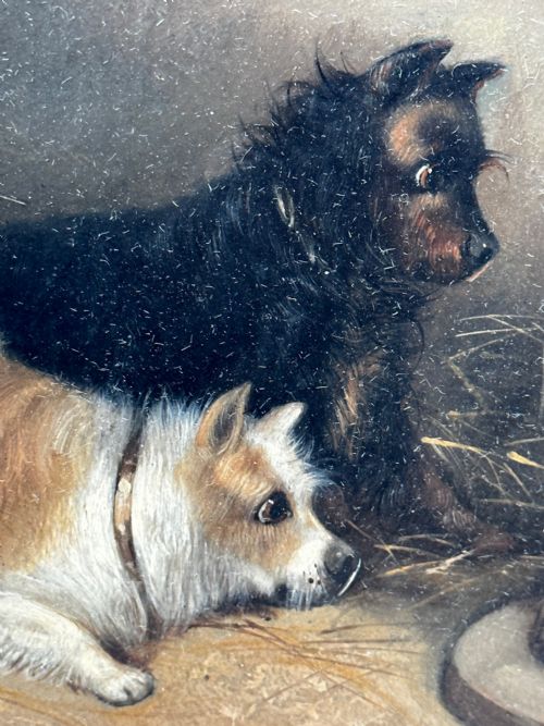 OIL PAINTING 2 TERRIER DOGS ON THE SCENT RATTING GEORGE ARMFIELD C1867 - ADDITIONAL PHOTO 12
