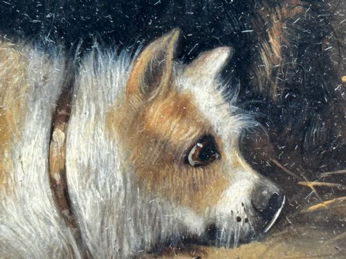 OIL PAINTING 2 TERRIER DOGS ON THE SCENT RATTING GEORGE ARMFIELD C1867 - ADDITIONAL PHOTO 14