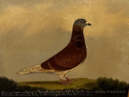 OIL PAINTING RACING BIRD PIGEON ADOLPHUS BY EDWARD HENRY WINDRED - ADDITIONAL PHOTO 1