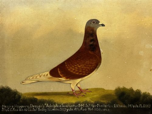 OIL PAINTING RACING BIRD PIGEON ADOLPHUS BY EDWARD HENRY WINDRED - ADDITIONAL PHOTO 9