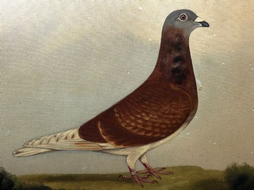 OIL PAINTING RACING BIRD PIGEON ADOLPHUS BY EDWARD HENRY WINDRED - ADDITIONAL PHOTO 12