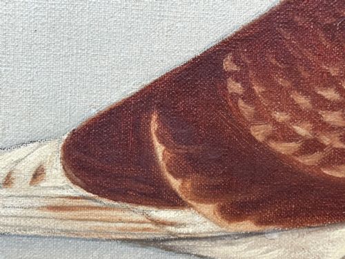 OIL PAINTING RACING BIRD PIGEON ADOLPHUS BY EDWARD HENRY WINDRED - ADDITIONAL PHOTO 16