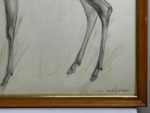 WATERCOLOUR PENCIL THE DEER SIGNED BY JOHN RATTENBURY SKEAPING - ADDITIONAL PHOTO 4