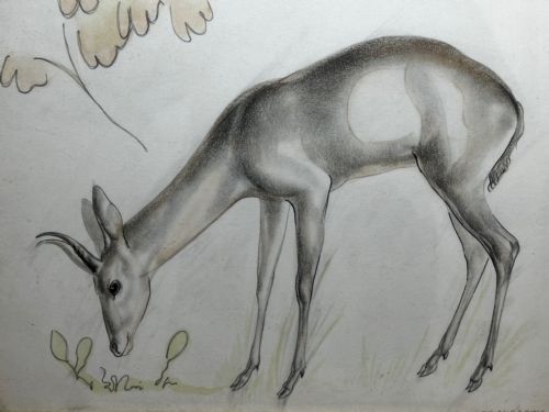 WATERCOLOUR PENCIL THE DEER SIGNED BY JOHN RATTENBURY SKEAPING - ADDITIONAL PHOTO 6