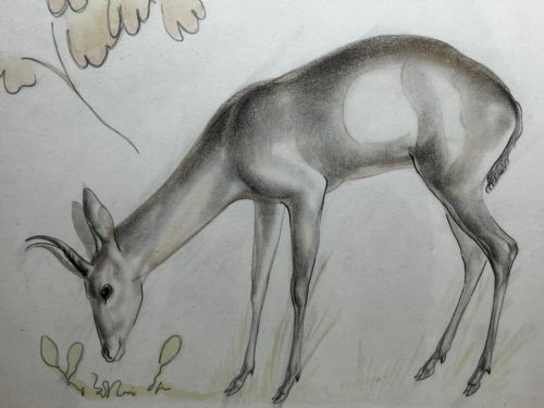 WATERCOLOUR PENCIL THE DEER SIGNED BY JOHN RATTENBURY SKEAPING - ADDITIONAL PHOTO 8