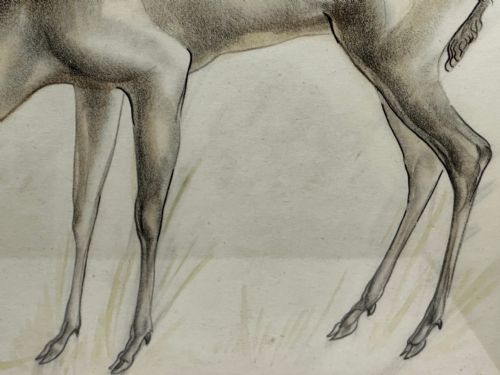 WATERCOLOUR PENCIL THE DEER SIGNED BY JOHN RATTENBURY SKEAPING - ADDITIONAL PHOTO 11
