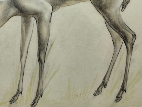 WATERCOLOUR PENCIL THE DEER SIGNED BY JOHN RATTENBURY SKEAPING - ADDITIONAL PHOTO 12