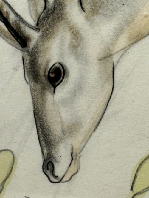 WATERCOLOUR PENCIL THE DEER SIGNED BY JOHN RATTENBURY SKEAPING - ADDITIONAL PHOTO 16