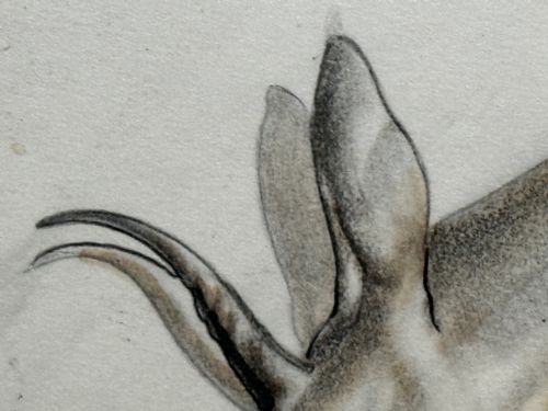 WATERCOLOUR PENCIL THE DEER SIGNED BY JOHN RATTENBURY SKEAPING - ADDITIONAL PHOTO 17