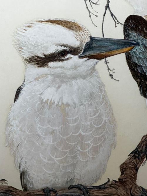 WATERCOLOUR GROUP 3 KOOKABURRAS BIRDS BUSH OUTBACK SIGNED ROBIN HILL - ADDITIONAL PHOTO 12