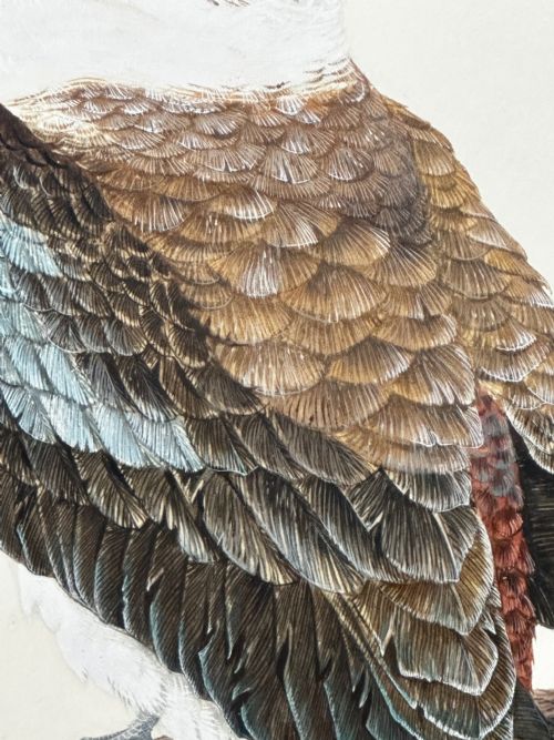 WATERCOLOUR GROUP 3 KOOKABURRAS BIRDS BUSH OUTBACK SIGNED ROBIN HILL - ADDITIONAL PHOTO 16