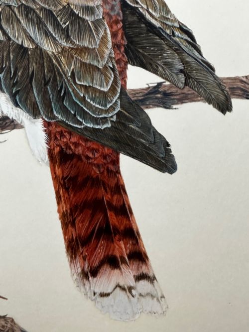 WATERCOLOUR GROUP 3 KOOKABURRAS BIRDS BUSH OUTBACK SIGNED ROBIN HILL - ADDITIONAL PHOTO 17