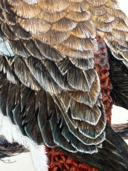WATERCOLOUR GROUP 3 KOOKABURRAS BIRDS BUSH OUTBACK SIGNED ROBIN HILL - ADDITIONAL PHOTO 18