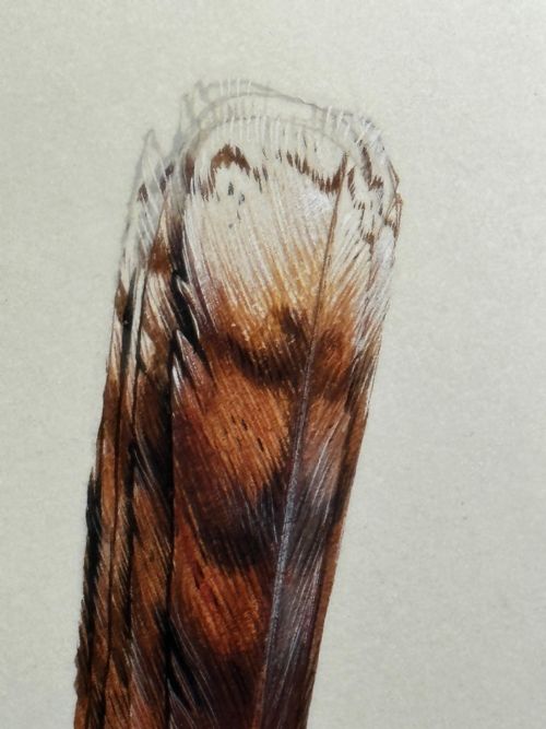WATERCOLOUR GROUP 3 KOOKABURRAS BIRDS BUSH OUTBACK SIGNED ROBIN HILL - ADDITIONAL PHOTO 24
