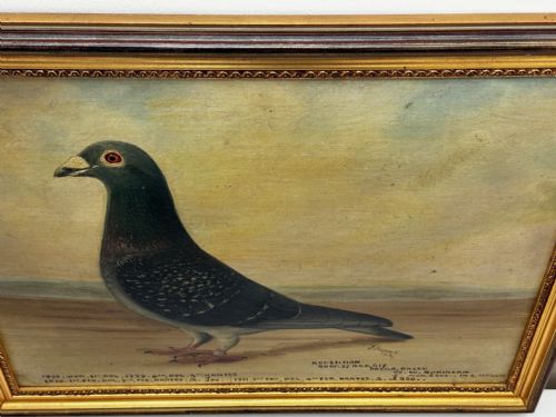 OIL PAINTING CHAMPION BIRD REPETITION PIGEON BY J BROWN BRED RACED - ADDITIONAL PHOTO 5