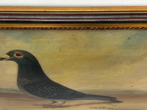 OIL PAINTING CHAMPION BIRD REPETITION PIGEON BY J BROWN BRED RACED - ADDITIONAL PHOTO 6