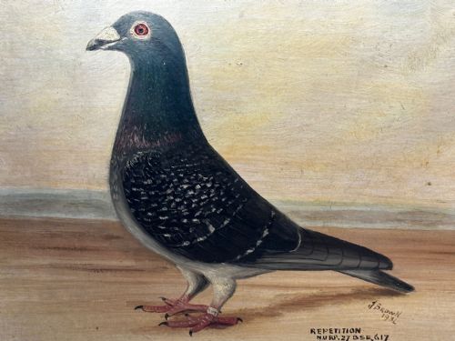 OIL PAINTING CHAMPION BIRD REPETITION PIGEON BY J BROWN BRED RACED - ADDITIONAL PHOTO 8