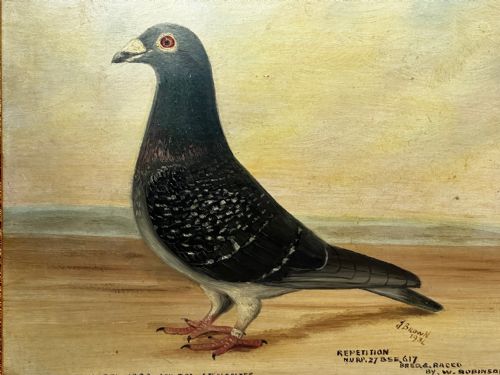 OIL PAINTING CHAMPION BIRD REPETITION PIGEON BY J BROWN BRED RACED - ADDITIONAL PHOTO 17