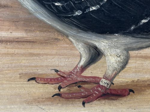 OIL PAINTING CHAMPION BIRD REPETITION PIGEON BY J BROWN BRED RACED - ADDITIONAL PHOTO 19