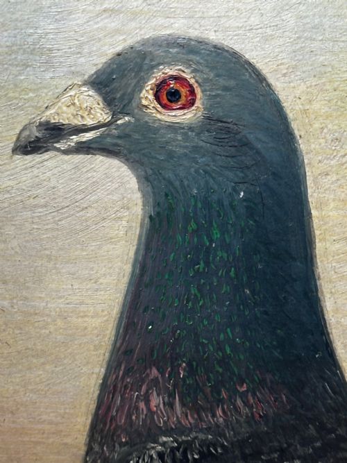 OIL PAINTING CHAMPION BIRD REPETITION PIGEON BY J BROWN BRED RACED - ADDITIONAL PHOTO 24