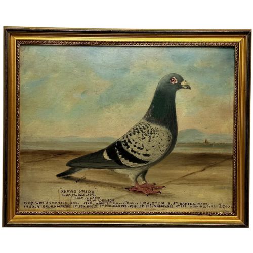 oil painting champion racing pigeon shaws pride by j brown - CATEGORY: ANTIQUE ART - DATED 1930