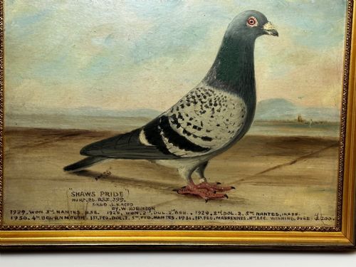 OIL PAINTING CHAMPION RACING PIGEON SHAWS PRIDE BY J BROWN - ADDITIONAL PHOTO 2