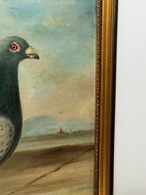 OIL PAINTING CHAMPION RACING PIGEON SHAWS PRIDE BY J BROWN - ADDITIONAL PHOTO 3
