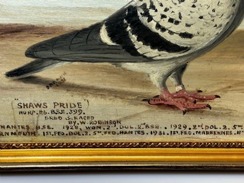 OIL PAINTING CHAMPION RACING PIGEON SHAWS PRIDE BY J BROWN - ADDITIONAL PHOTO 4