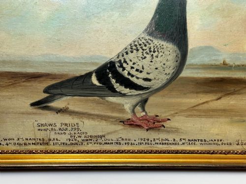 OIL PAINTING CHAMPION RACING PIGEON SHAWS PRIDE BY J BROWN - ADDITIONAL PHOTO 5