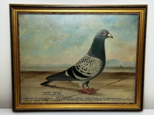 OIL PAINTING CHAMPION RACING PIGEON SHAWS PRIDE BY J BROWN - ADDITIONAL PHOTO 6