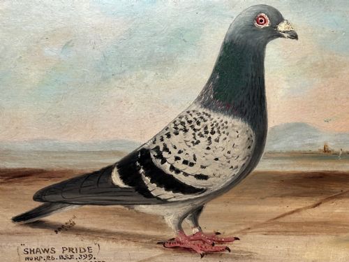 OIL PAINTING CHAMPION RACING PIGEON SHAWS PRIDE BY J BROWN - ADDITIONAL PHOTO 7