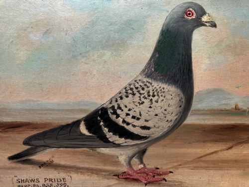 OIL PAINTING CHAMPION RACING PIGEON SHAWS PRIDE BY J BROWN - ADDITIONAL PHOTO 8