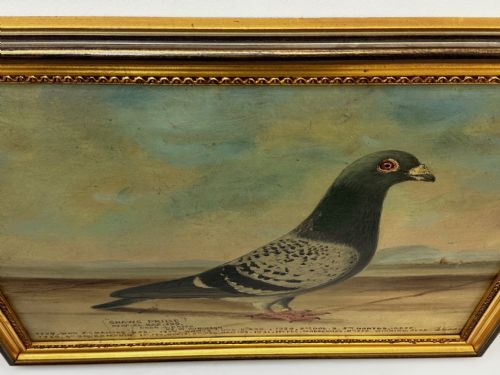 OIL PAINTING CHAMPION RACING PIGEON SHAWS PRIDE BY J BROWN - ADDITIONAL PHOTO 9