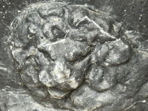 PAIR BRITISH GEORGIAN REGAL LION HEAVY LEAD GARDEN ROUND PLANTERS - ADDITIONAL PHOTO 8