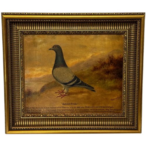 Oil Painting Racing Pigeon Champion Edwins Pride by Andrew Beer