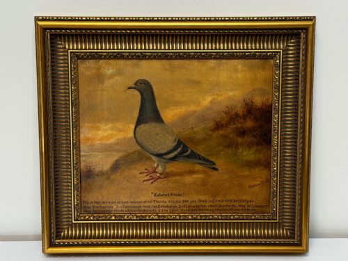 fig 1. Oil Painting Racing Pigeon Champion Edwins Pride By Andrew Beer