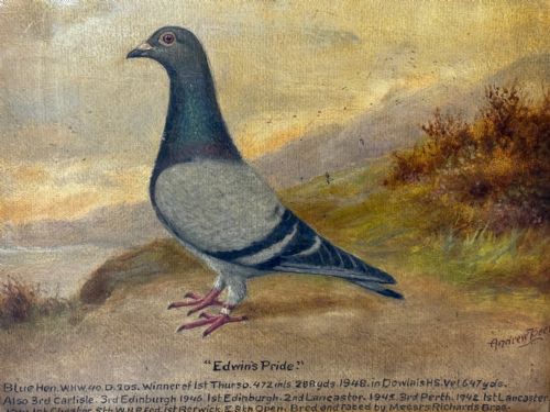 fig 5. Oil Painting Racing Pigeon Champion Edwins Pride By Andrew Beer