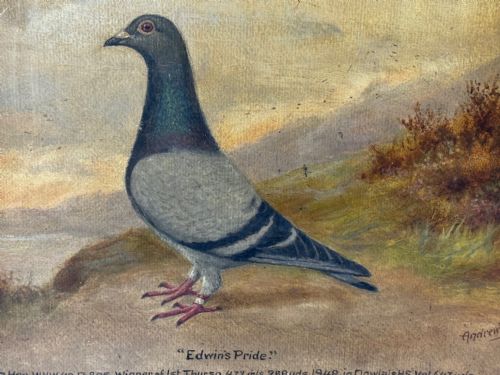 fig 7. Oil Painting Racing Pigeon Champion Edwins Pride By Andrew Beer