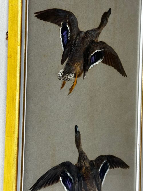 VICTORIAN PAINTING BIRDS TWO DUCKS FLYING AWAY BY THOMAS BLINKS - ADDITIONAL PHOTO 5