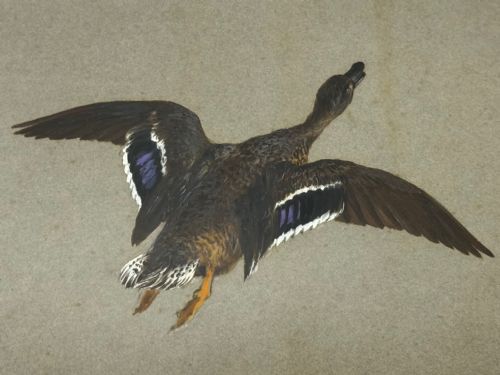 VICTORIAN PAINTING BIRDS TWO DUCKS FLYING AWAY BY THOMAS BLINKS - ADDITIONAL PHOTO 16