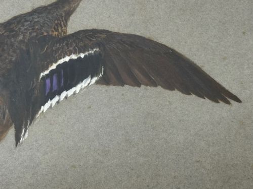 VICTORIAN PAINTING BIRDS TWO DUCKS FLYING AWAY BY THOMAS BLINKS - ADDITIONAL PHOTO 21