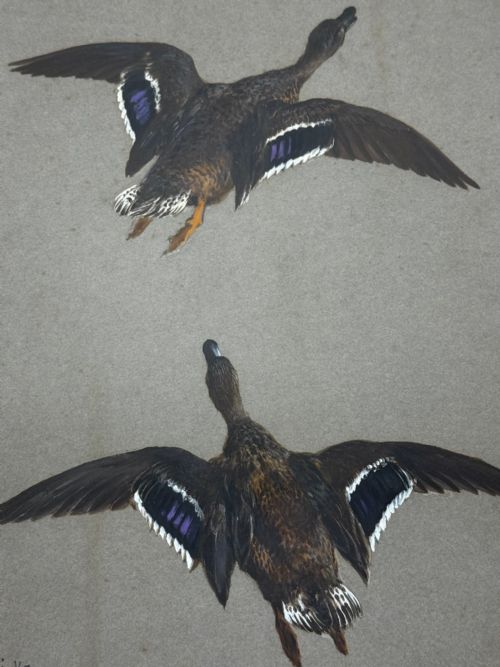 VICTORIAN PAINTING BIRDS TWO DUCKS FLYING AWAY BY THOMAS BLINKS - ADDITIONAL PHOTO 26
