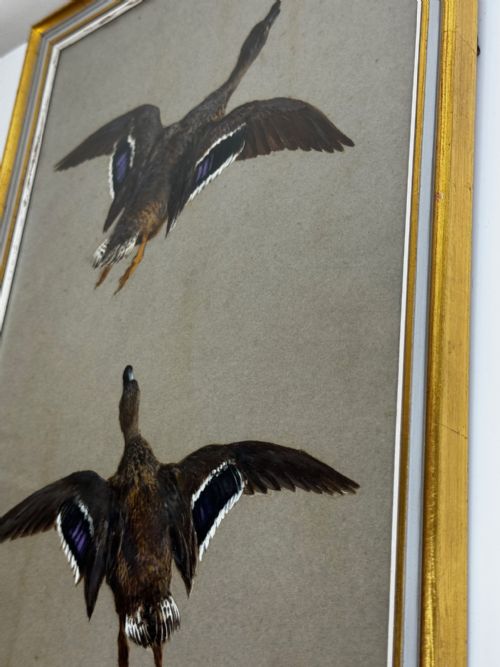 VICTORIAN PAINTING BIRDS TWO DUCKS FLYING AWAY BY THOMAS BLINKS - ADDITIONAL PHOTO 29