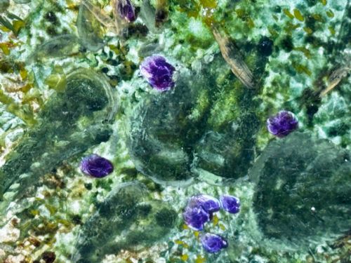 PAINTING BLOSSOM FLOWERS BIRD EGGS NEST MOSSY BANK OLIVER CLARE - ADDITIONAL PHOTO 25