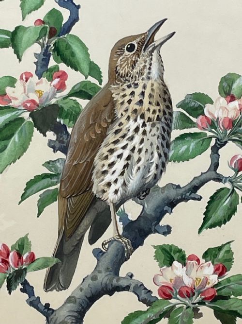 MIDCENTURY THRUSH SONG BIRD PAINTING BY CHARLES F TUNNICLIFFE - ADDITIONAL PHOTO 2