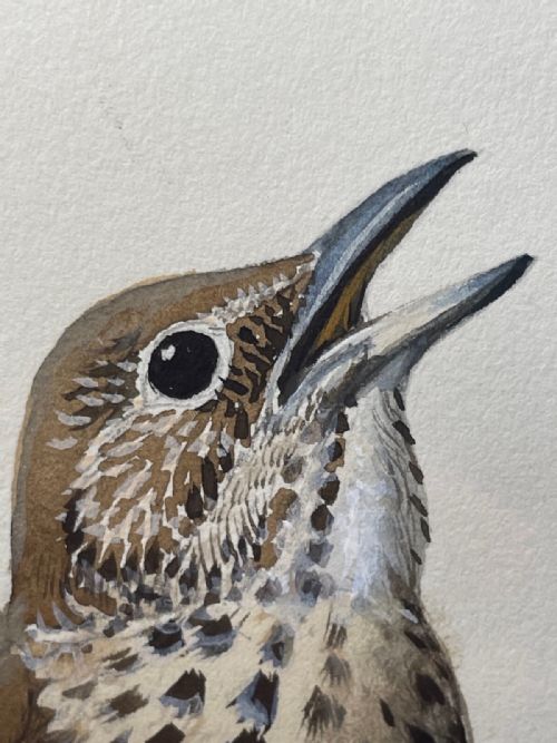 MIDCENTURY THRUSH SONG BIRD PAINTING BY CHARLES F TUNNICLIFFE - ADDITIONAL PHOTO 3