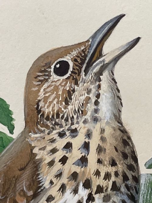 MIDCENTURY THRUSH SONG BIRD PAINTING BY CHARLES F TUNNICLIFFE - ADDITIONAL PHOTO 4