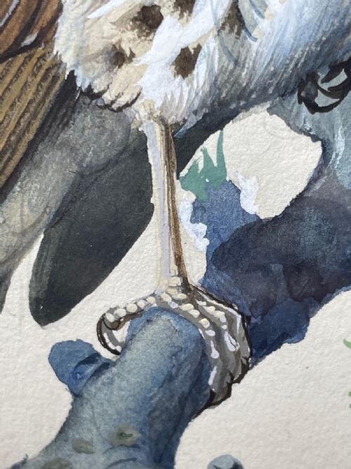 MIDCENTURY THRUSH SONG BIRD PAINTING BY CHARLES F TUNNICLIFFE - ADDITIONAL PHOTO 5